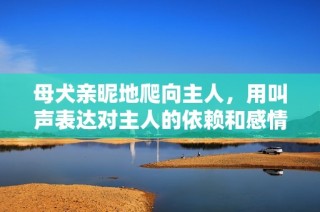 母犬亲昵地爬向主人，用叫声表达对主人的依赖和感情